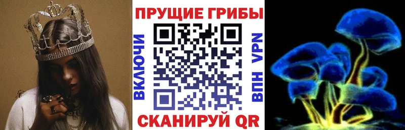купить   Лысьва  Псилоцибиновые грибы Cubensis 